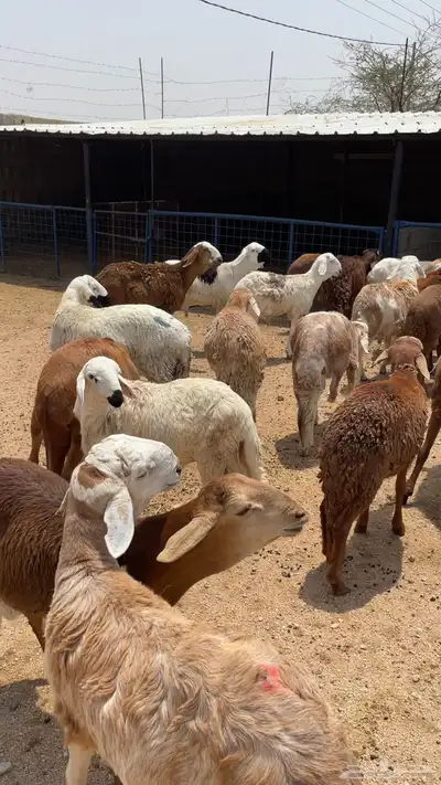 طليان ذبائح للثلاجة والمناسبات سواكن حريات رفيديات index