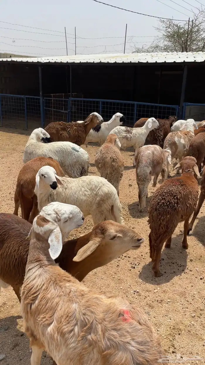 طليان ذبائح للثلاجة والمناسبات سواكن حريات رفيديات 10