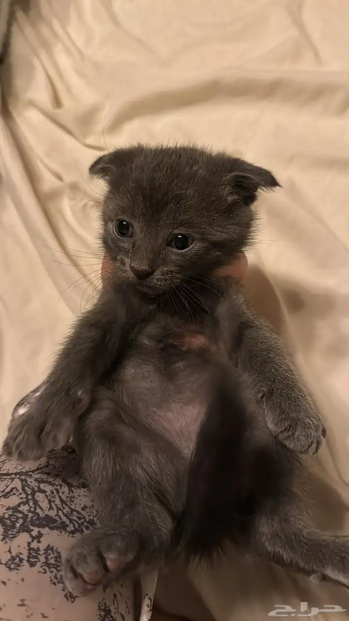للبيع قطط سكوتش فولد 0