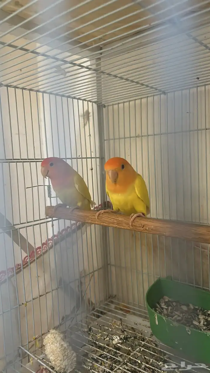 جوز روز تحته فروخ 5