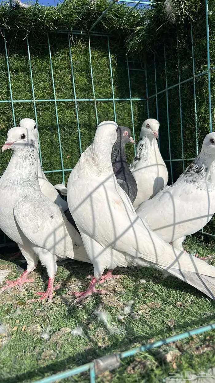 حمام قطيفي 6