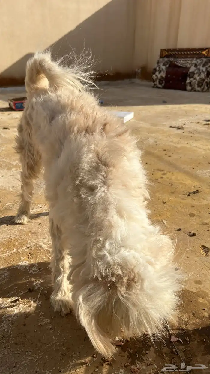 كلب مالتيز 1