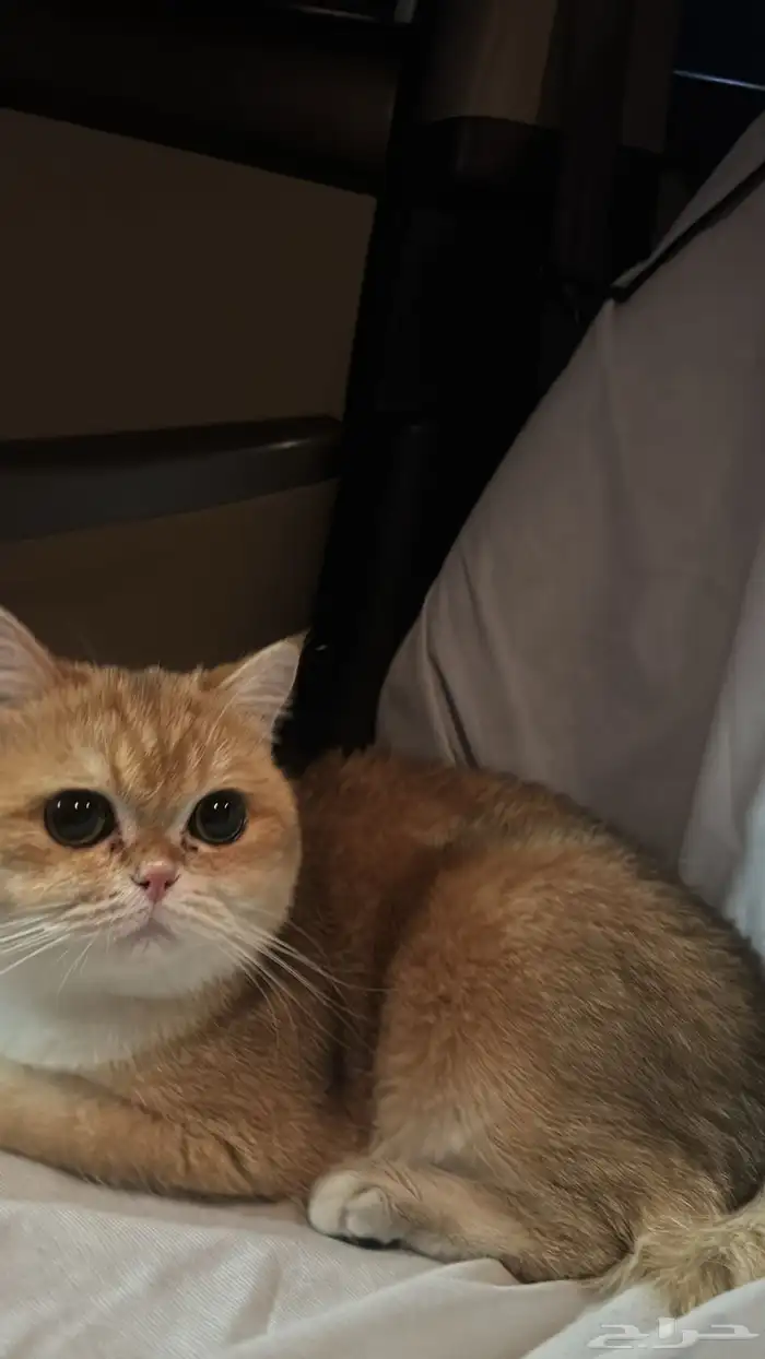 ذكر للبيع بريتش شورت هير 6