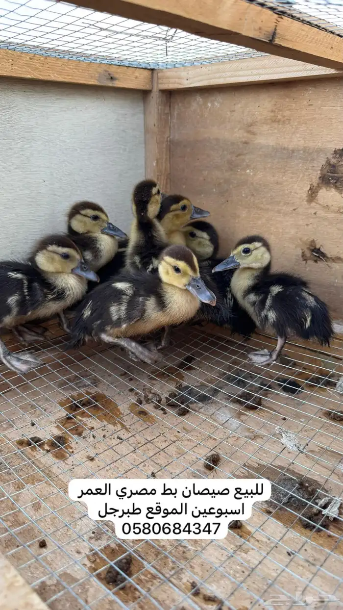 صيصان بط مصري 0