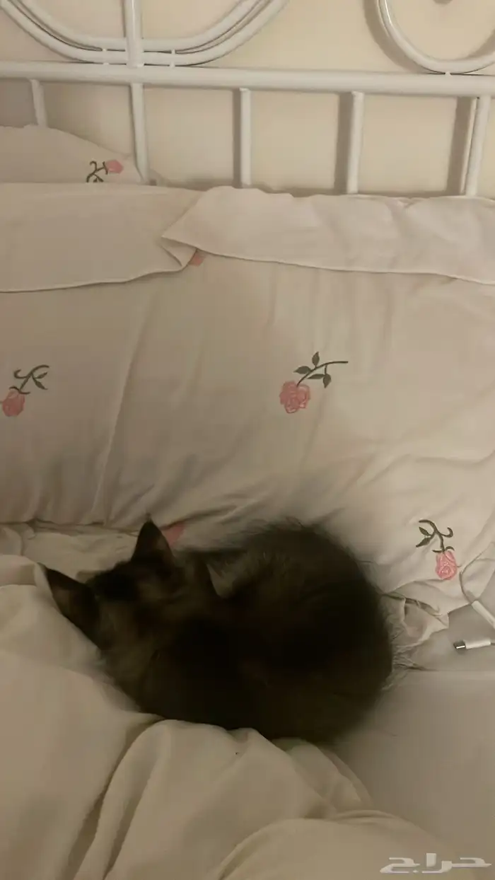 بسه مخلوط شيرازي وهمالايا قط 4