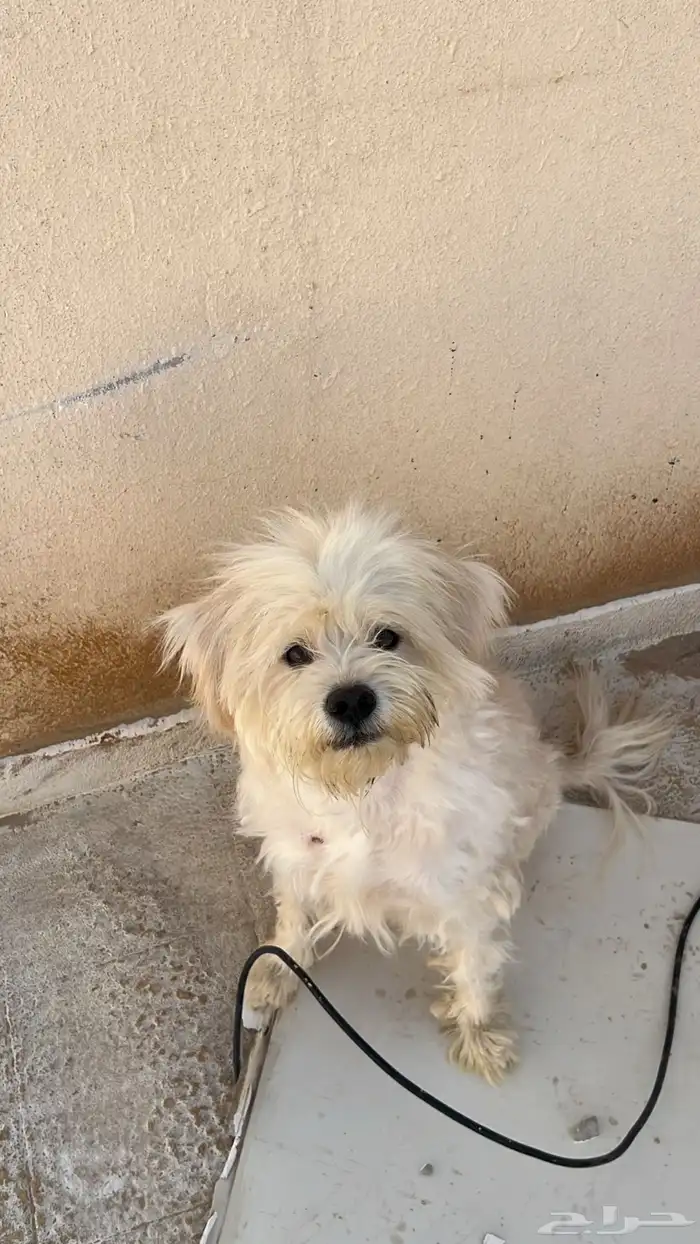 كلب مالتيز 0