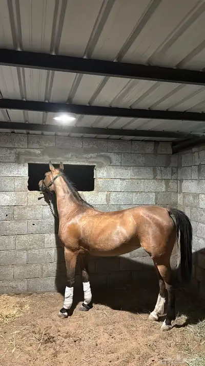 فرس كفوو من فواخر الشعبي index