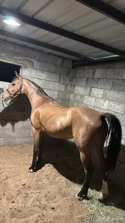 فرس كفوو من فواخر الشعبي index