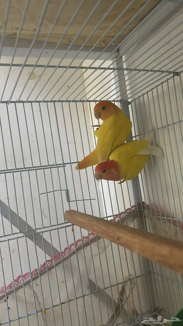 جوز روز تحته فروخ 1