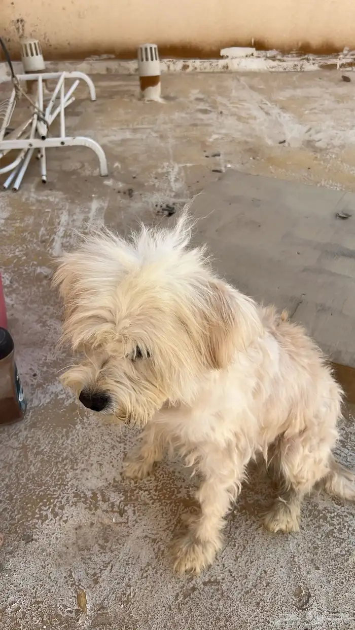 كلب مالتيز 2