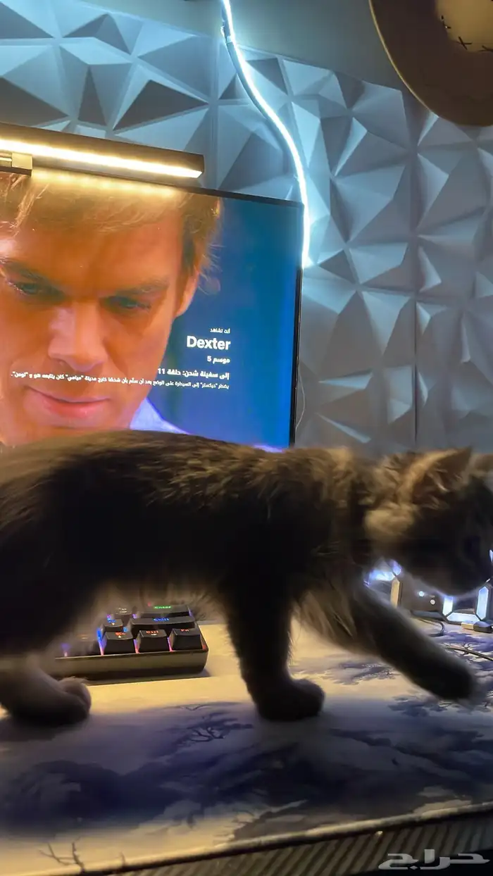 بسه مخلوط شيرازي وهمالايا قط 2