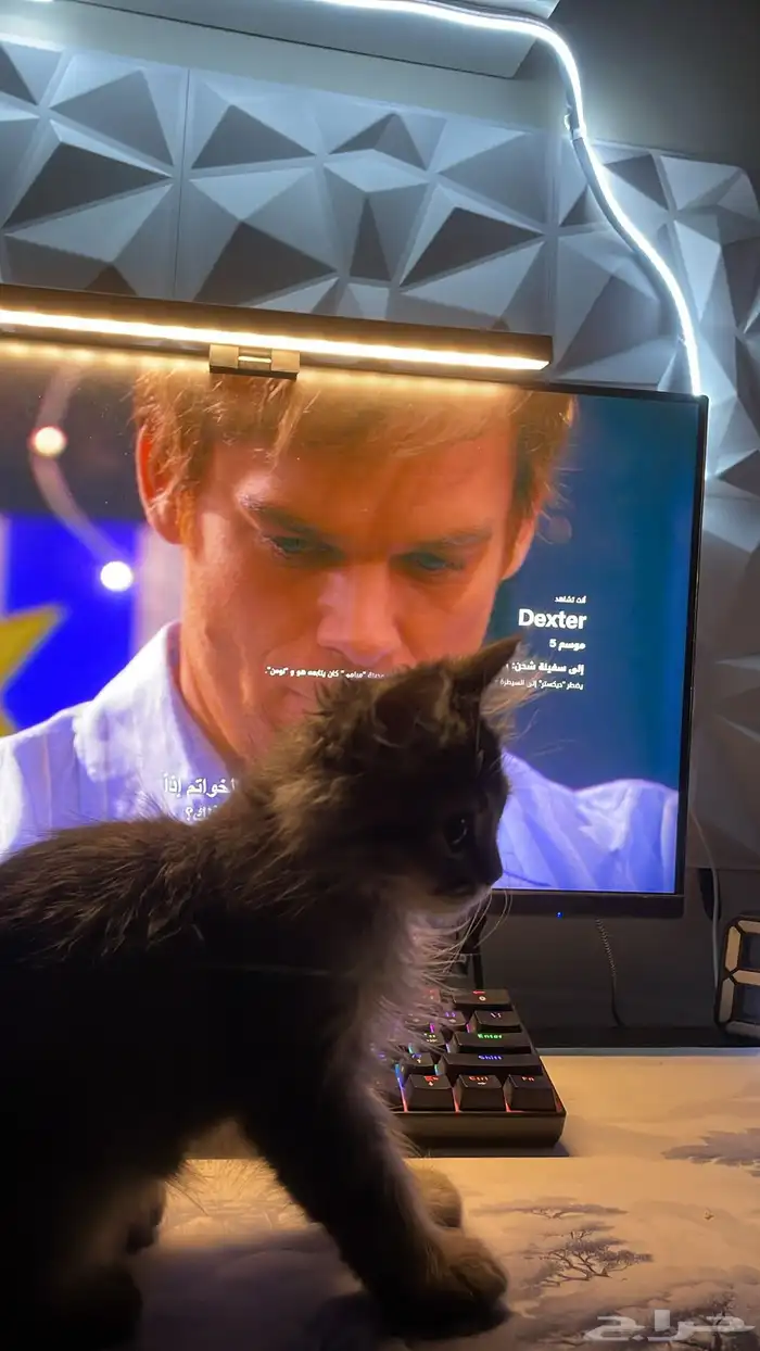 بسه مخلوط شيرازي وهمالايا قط 3