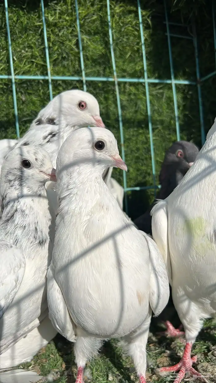 حمام قطيفي 1