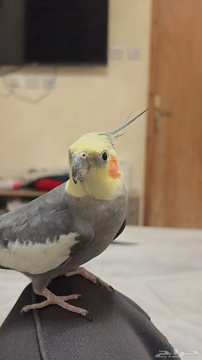 طير كروان كوكتيل 1