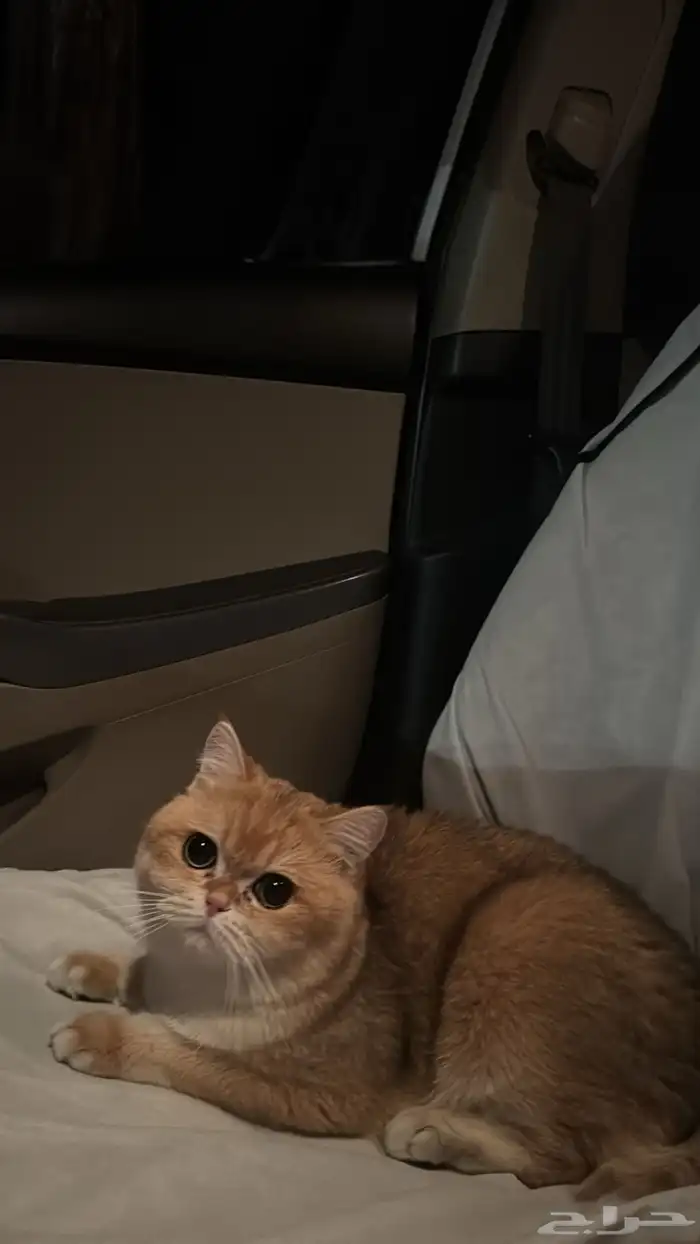 ذكر للبيع بريتش شورت هير 8