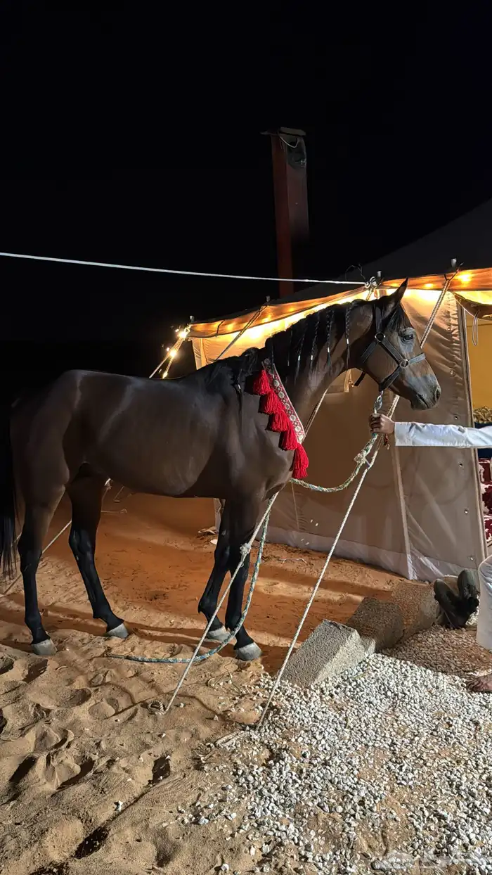 حصان شعبي للبيع 1