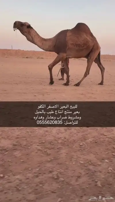 للبيع البعير الكفو 0