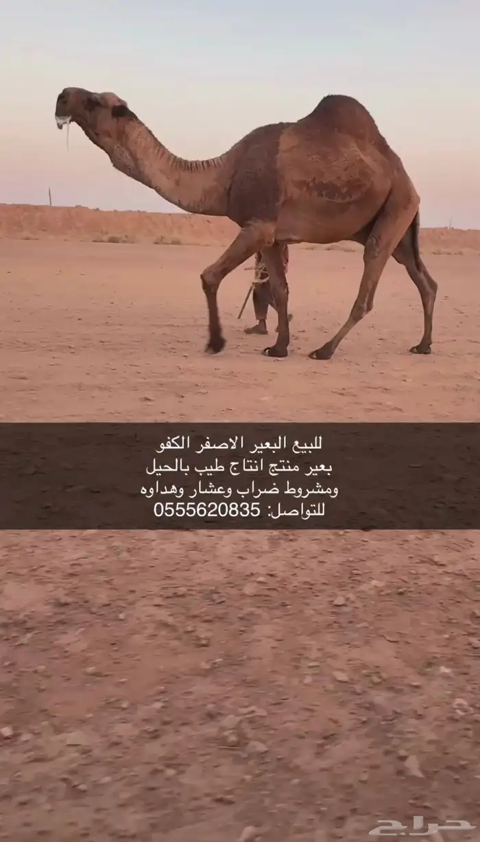 للبيع البعير الكفو 0
