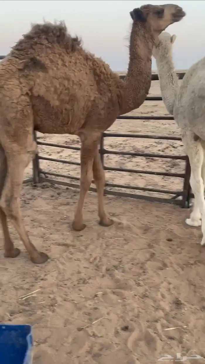 حشو علي حليب 0