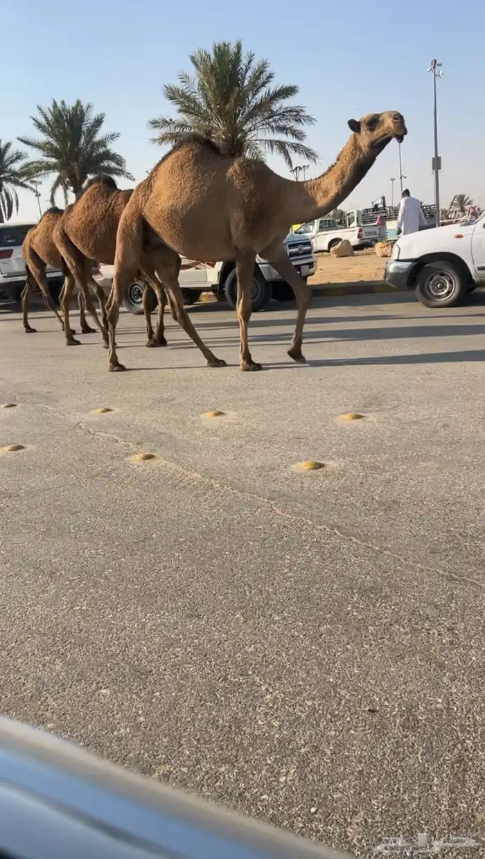 للبيع البكار الصفر الكفوو 1