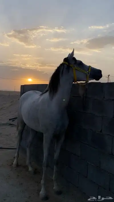 فرس شعبي index