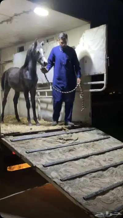 مهرة واهو index