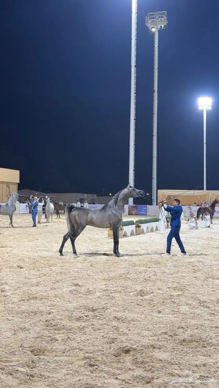 متوفر لدينا ايواء خيل وتدريب خيل الجمال (الشو) الموقع ديراب 0