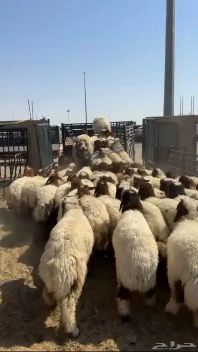 مراح كامل رخال جذعات طيبه وعلى الشرط index