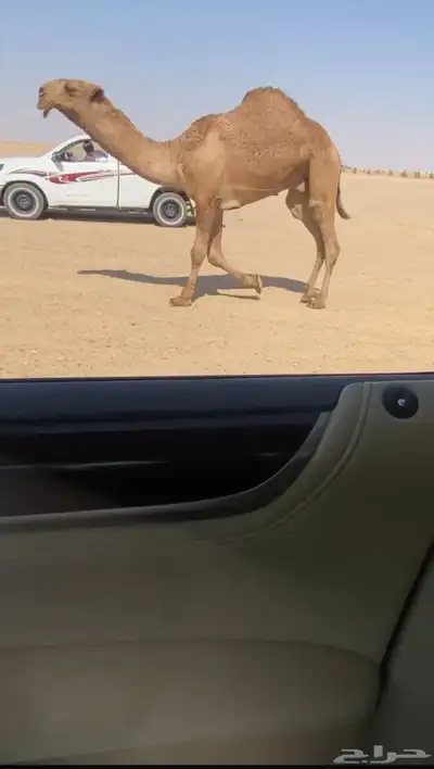 للبيع القعود الكفو 0