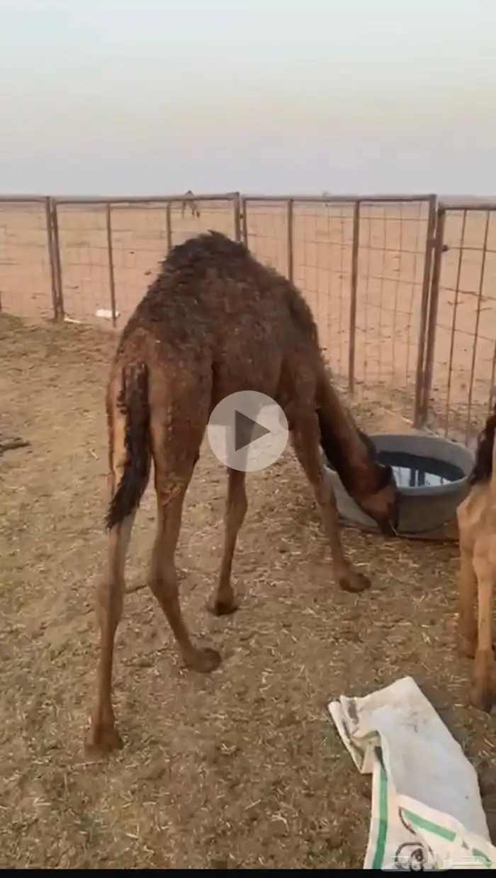 بكره للبيع العمر 5 شهور الصحه شرط 0