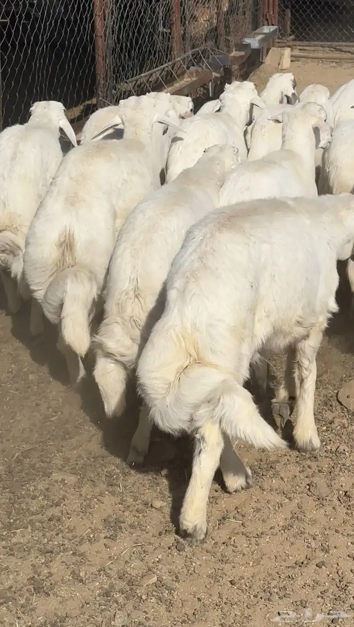 طليان تم البيع 1