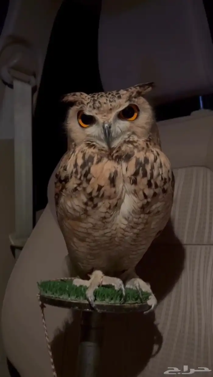 بومه نسري للبيع 0