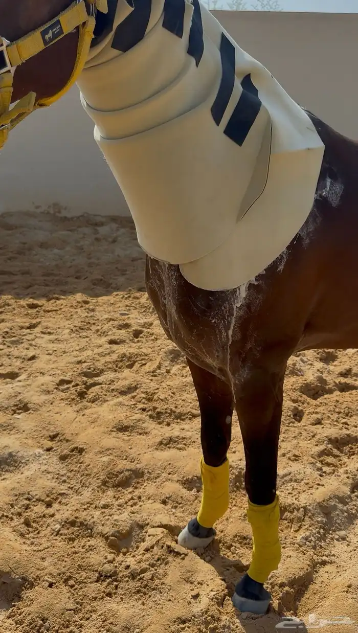 متوفر لدينا ايواء خيل وتدريب خيل الجمال (الشو) الموقع ديراب 4