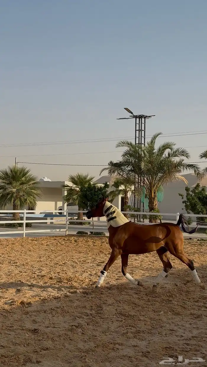 متوفر لدينا ايواء خيل وتدريب خيل الجمال (الشو) الموقع ديراب 7