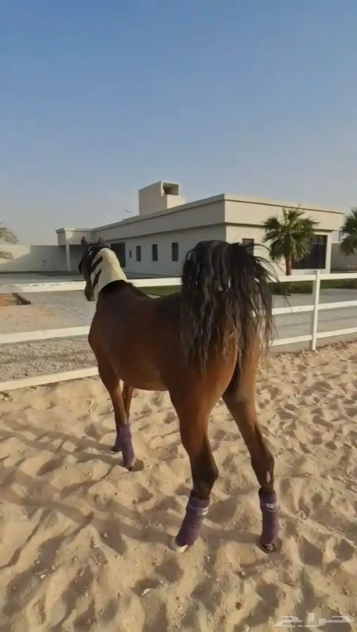 متوفر لدينا ايواء خيل وتدريب خيل الجمال (الشو) الموقع ديراب 6