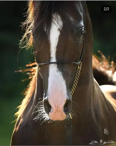 مهر واهو شيخخ index