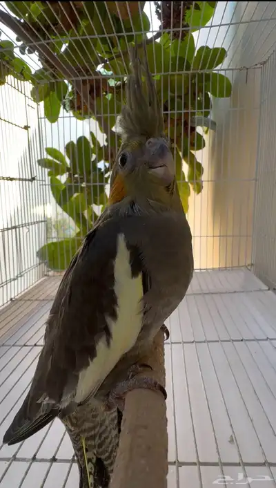 ايميرالد وايت فيس بلاك هيد مع ستاندر الماني index