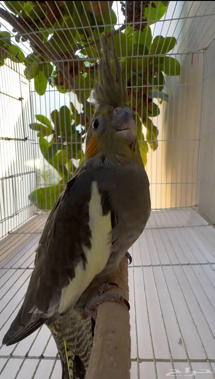 ايميرالد وايت فيس بلاك هيد مع ستاندر الماني 0