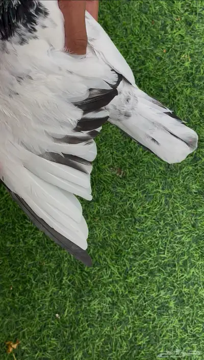 ذكر حمام بكستاني index