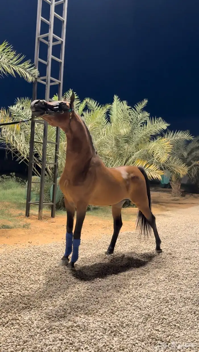 متوفر لدينا ايواء خيل وتدريب خيل الجمال (الشو) الموقع ديراب 2
