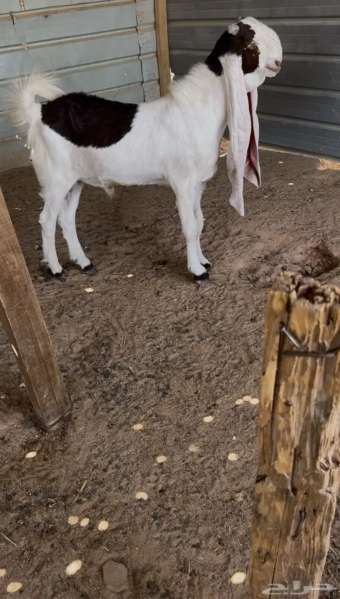 للبيع مشروع فحل 3