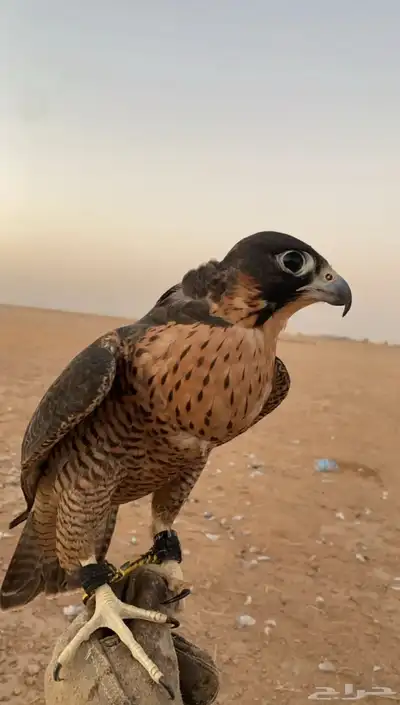 شيهانه جبليه index