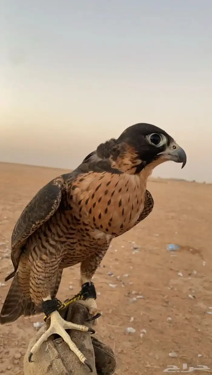 شيهانه جبليه 0