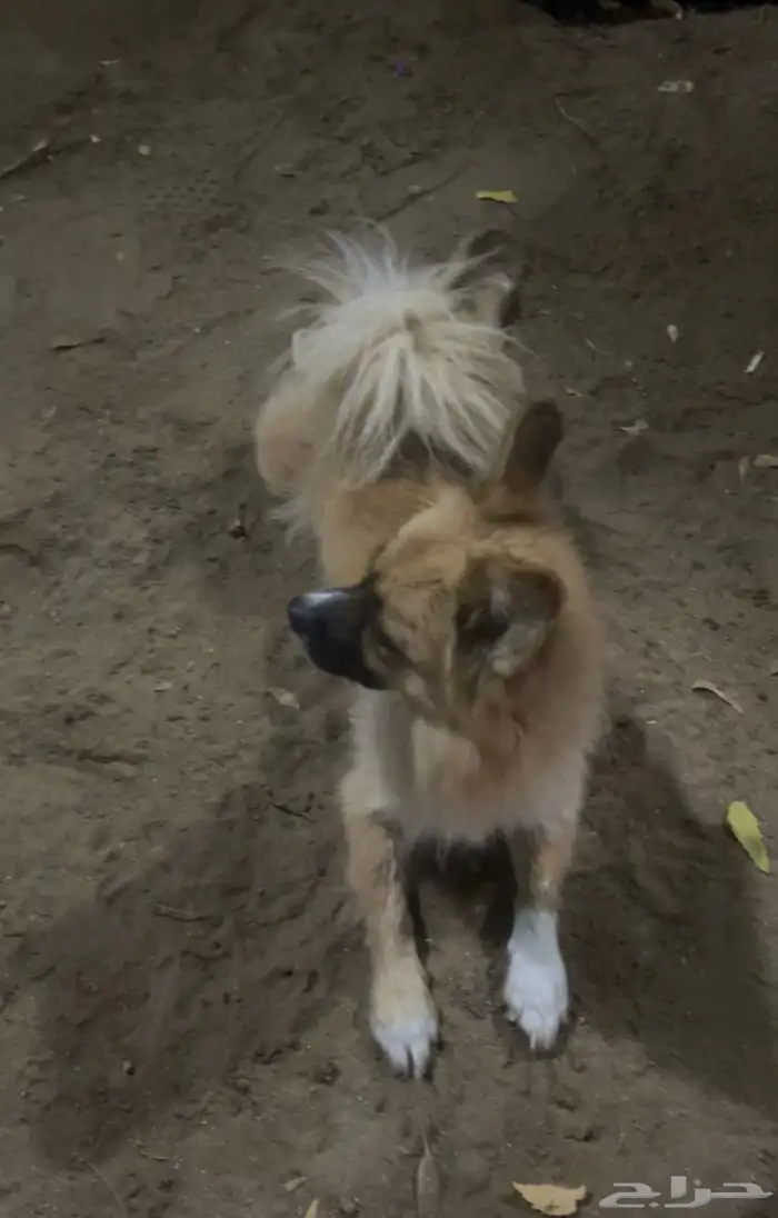 كلاب للبيع مالتيز الانثي و بمرنيان تي كب الزكر 2