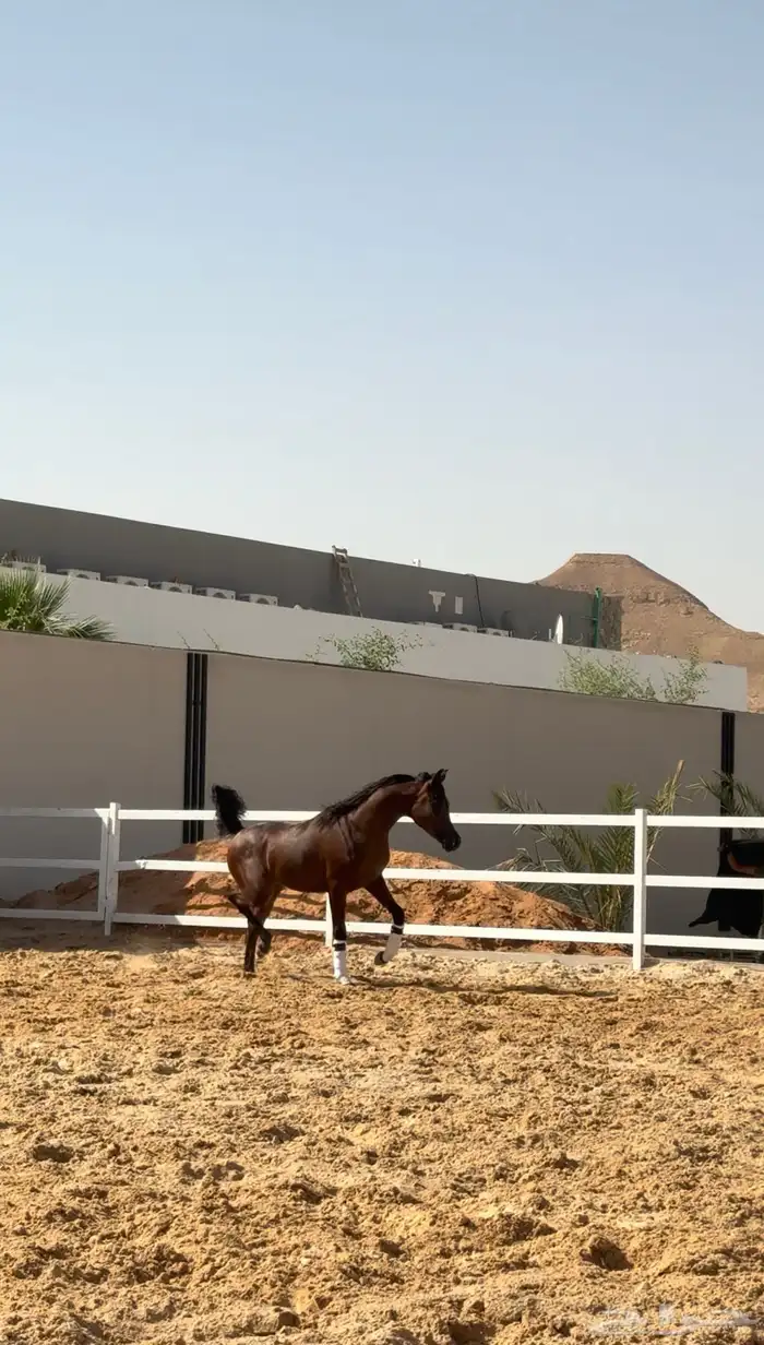 متوفر لدينا ايواء خيل وتدريب خيل الجمال (الشو) الموقع ديراب 12