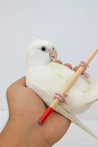 كروان البينو جامبو index