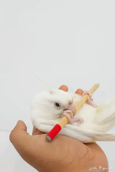 كروان البينو جامبو index