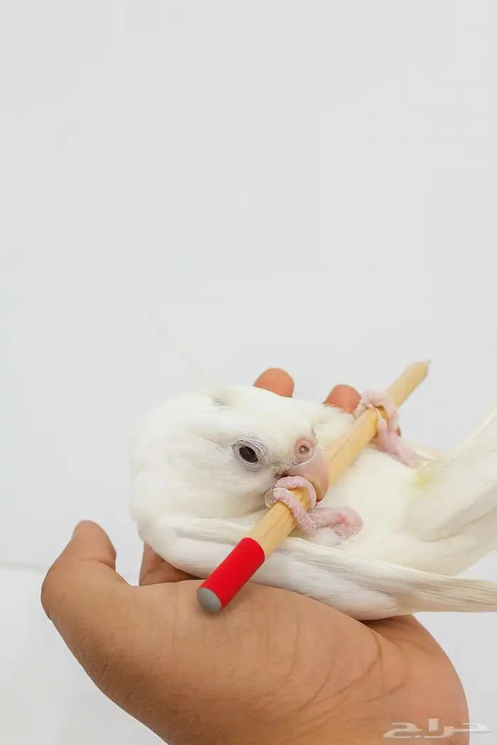 كروان البينو جامبو 2