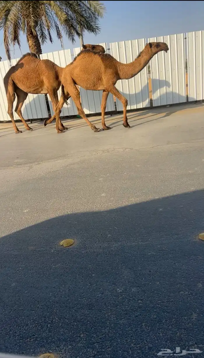 للبيع البكار الصفر الكفوو 2