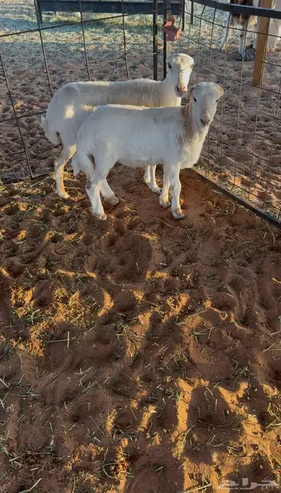 رفيديه رغوث 0